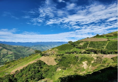 SAVE 40% 500g-4kg Honduras San Marcos Single Origin