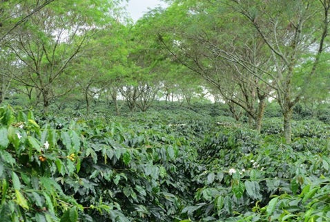 SAVE 40% 500g-4kg Indonesia Sumatra Grade 1 Single Origin