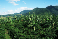 SAVE 40% Jamaica Blue Mountain Wallenford Single Estate Grade 1