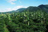 SAVE 40% Jamaica Blue Mountain Wallenford Single Estate Grade 1