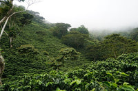 Save 40% Panama Carmen Estate Geisha