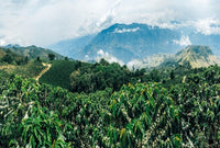 500g-4kg Vietnam Sơn La Single Origin