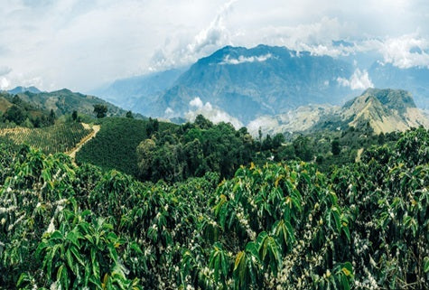 SAVE 40% 500g-4kg Vietnam Sơn La Single Origin