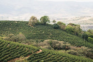 SAVE 50% 500g-4kg Brazil São Paulo Single Origin